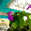 Отель Caribbean Lofts Bonaire, фото 21