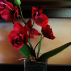 Отель Willow Manor Guest House Brits, фото 15