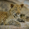 Отель Lion Sands Narina Lodge, фото 16