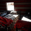 Отель Wadi Rum Mobile Camp, фото 2
