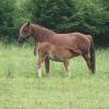 Отель Casa Rural La Matuca, Senda Del Oso, Asturias, фото 9