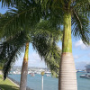 Отель Casa Marina Montego Bay at Seawind, фото 16