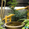 Отель Summer Lotus House Osaka, фото 20