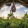 Отель Hidden Treehouse Tulum EcoHotel, фото 25