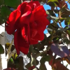 Отель Limolo B&B, фото 12
