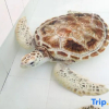 Отель Turtle Bay Camp Hotel, фото 6
