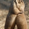 Отель La Marmotte, фото 5