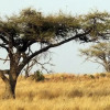 Отель Nambiti Plains Private Game Lodge, фото 37