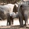 Отель Zambezi Grande Private Game Experience - All Inclusive, фото 27