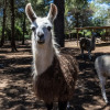 Отель Villa Can Llamas Rent Per Week, фото 21