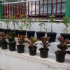 Отель Coffee Choza Home Stay, фото 9