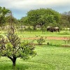 Отель Tamboti Bush Lodge, фото 28