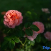 Отель Weizhou Island · Daogeng Township Residence Linhai B&B (Shell Beach), фото 15