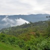 Отель Chimpanzee Lodge, фото 14