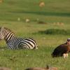 Отель Mara Intrepids Tented Camp, фото 2