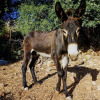 Отель finca Almejí, фото 21