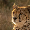 Отель Talek Olkinyei Camp, фото 12