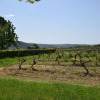 Отель Gite on a Quiet Property, Through a Wine Garden Surrounding, фото 15