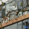 Отель Yehouxi Homestay, фото 17