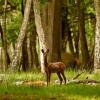 Отель Golf Parc Robert Hersant, фото 3