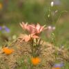 Отель Chiefs - Namaqua Flower Camps, фото 38