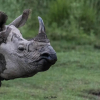 Отель Safari Wildlife Lodge & Camp, фото 8
