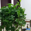 Отель Kaiyuanbinguan, фото 11
