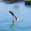 Отель Dolphin Watch at Coconut Villas of Dunedin - Two Bedroom Condo, фото 20