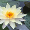 Отель Villa Green Tara, фото 15