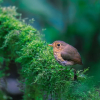 Отель Refugio Paz de las Aves, фото 7