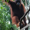 Отель Arut Riverside Orangutan Guest house, фото 50