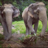 Отель Кемпинг Tigertops Elephant Camp, фото 8