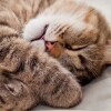 Тест отель (НЕ ЯВЛЯЕТСЯ ОТЕЛЕМ - НЕ ДЛЯ БРОНИРОВАНИЯ) , фото 9
