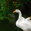 Отель Eco Gardens Resorts, фото 3