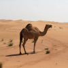Отель Кемпинг Aroma Desert Safari, фото 9