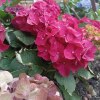 Мини-отель Фламинго, фото 18