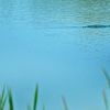 Курортный Отель Heina Nature Resort & Yala Safari, фото 26