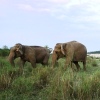 Отель Кемпинг Tigertops Elephant Camp, фото 11