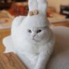 Тест отель (НЕ ЯВЛЯЕТСЯ ОТЕЛЕМ - НЕ ДЛЯ БРОНИРОВАНИЯ) , фото 3