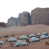 Отель Кемпинг Wadi Rum Night Luxury, фото 14