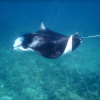 Гостевой Дом Feridhoo Inn, фото 7
