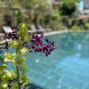 Отель Resort Villa Orchid Garden Riverside, фото 4