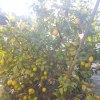 Апартаменты Lemon Tree в Сочи