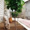 Гостевой Дом Green House в Махачкале