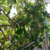 Гостевой дом Оберег, фото 6
