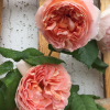 Гостевой Дом My Garden, фото 10