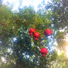 Гостевой дом Granat Garden, фото 2