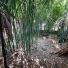 Гостиница Частный дом Bamboo Garden, фото 6