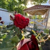 Гостевой дом 38 Попугаев, фото 18