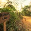 Отель Кемпинг Tigertops Elephant Camp, фото 16